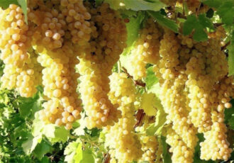 میوه بهشتی برای سلامت قلب و مغز میوه بهشتی برای سلامت قلب و مغز