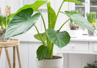 گیاه آپارتمانی آلوکازیا؛ زیبایی استوایی در خانه شما