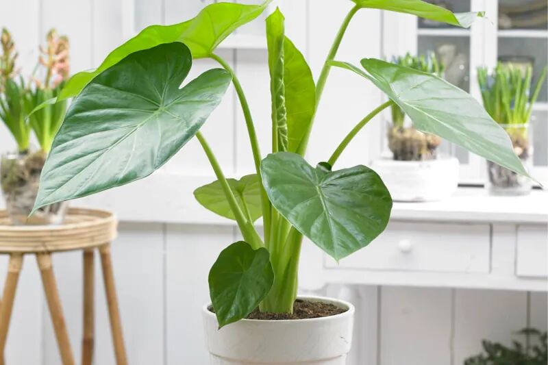 گیاه آپارتمانی آلوکازیا؛ زیبایی استوایی در خانه شما گیاه آپارتمانی آلوکازیا؛ زیبایی استوایی در خانه شما