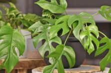 برگ انجیری؛ گیاه آپارتمانی محبوب با برگهای خاص و نگهداری آسان برگ انجیری؛ گیاه آپارتمانی محبوب با برگهای خاص و نگهداری آسان