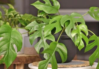 برگ انجیری؛ گیاه آپارتمانی محبوب با برگهای خاص و نگهداری آسان برگ انجیری؛ گیاه آپارتمانی محبوب با برگهای خاص و نگهداری آسان