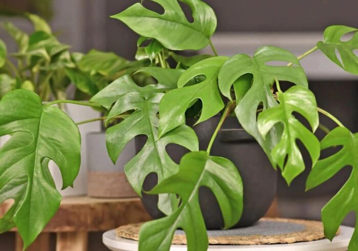 برگ انجیری؛ گیاه آپارتمانی محبوب با برگهای خاص و نگهداری آسان برگ انجیری؛ گیاه آپارتمانی محبوب با برگهای خاص و نگهداری آسان