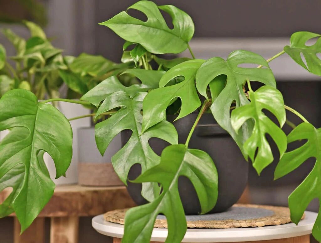 برگ انجیری؛ گیاه آپارتمانی محبوب با برگهای خاص و نگهداری آسان برگ انجیری؛ گیاه آپارتمانی محبوب با برگهای خاص و نگهداری آسان